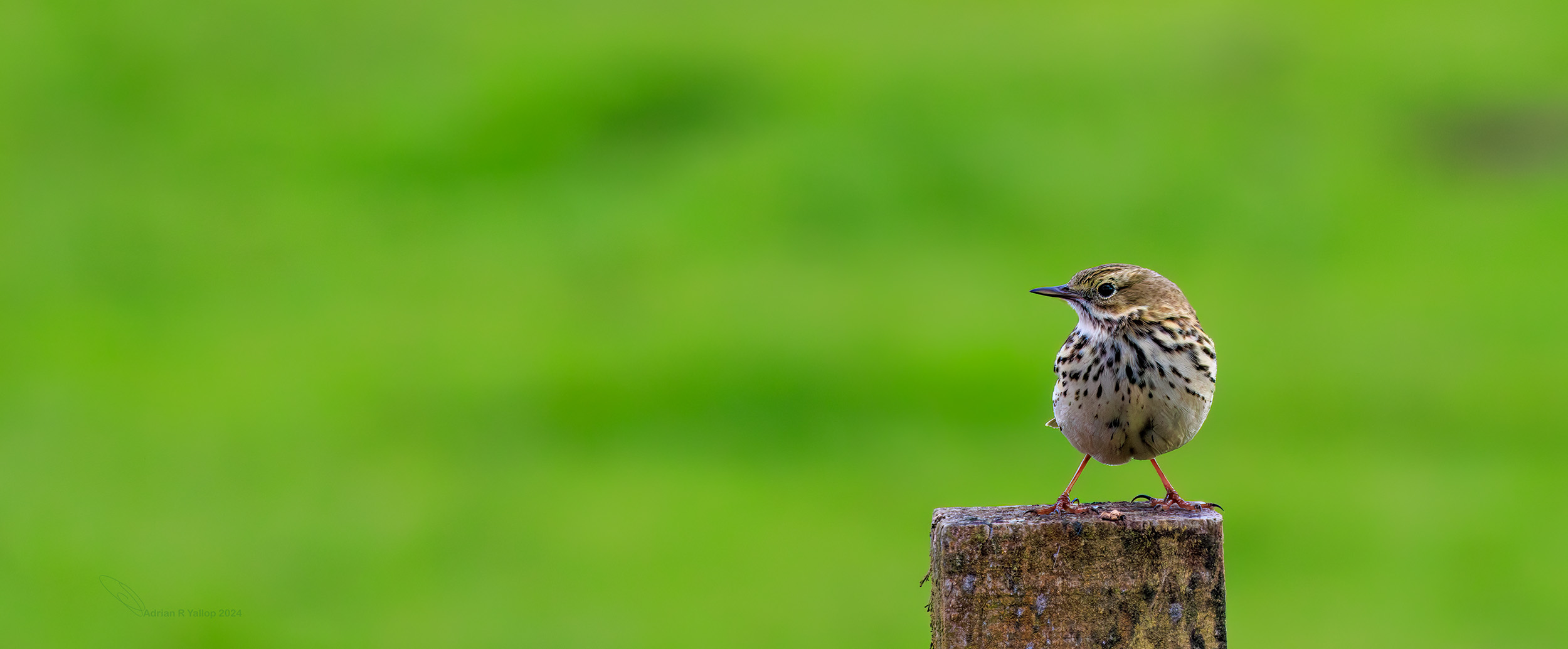 Anthus pratensis meadow pipit on a stick